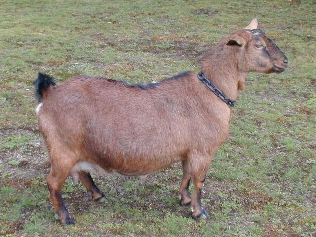 Kinder goats
