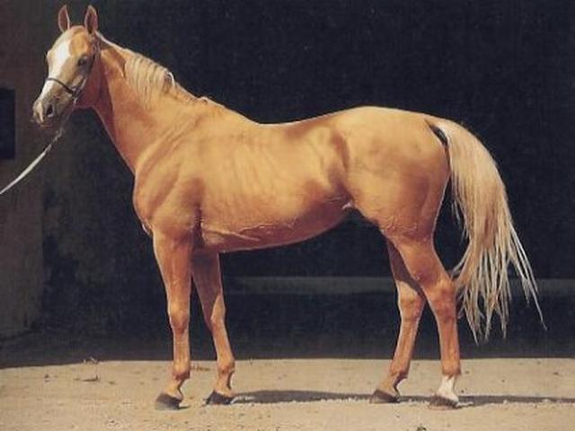 Kinsky horse
