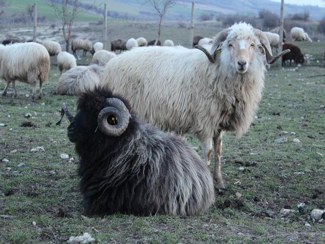 Kotel sheep