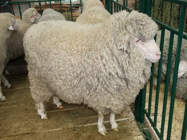 Krasnoyarsk sheep