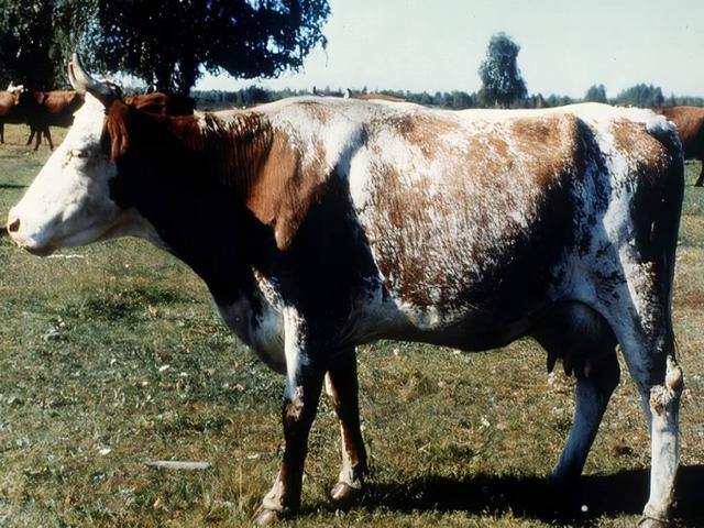 Kurganowa krowa