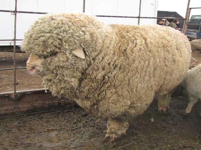 Kyrgyz Mountain merino sheep