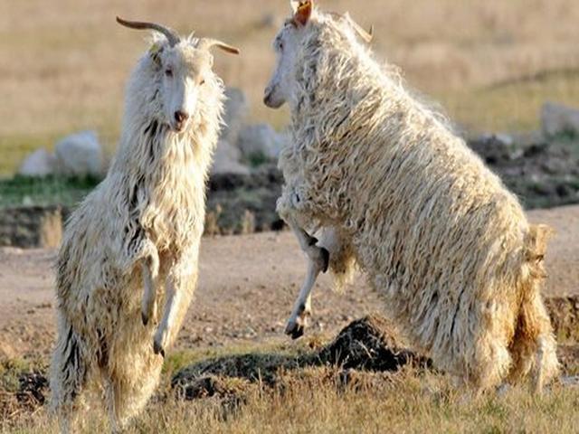 Kyrgyz downy goats