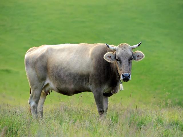 Krowa łabędzia