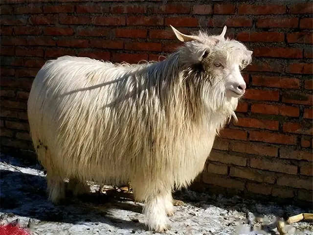 Liaoning Cashmere goats