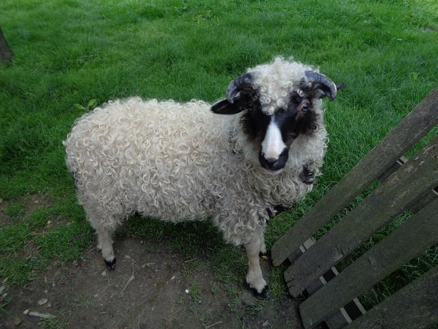 Lika sheep