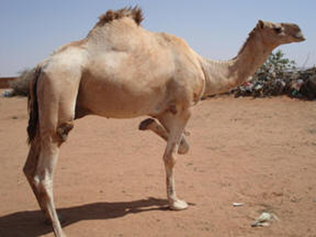 Maalia camel