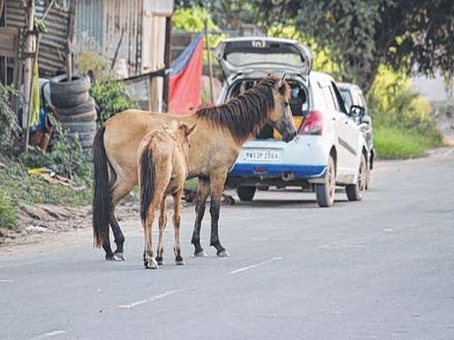 Manipuri pony