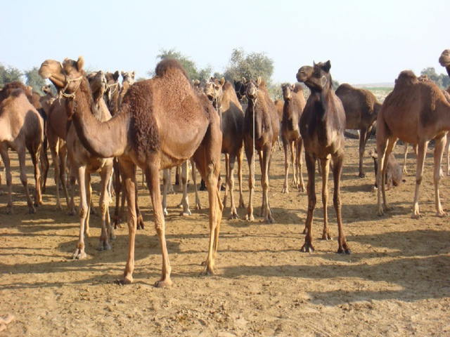 Marecha camel