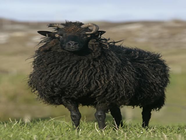 Massese sheep
