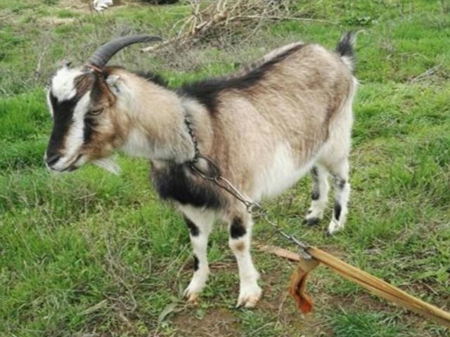 Megrelian goat