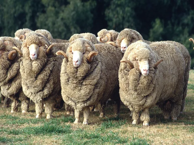 Merino sheep