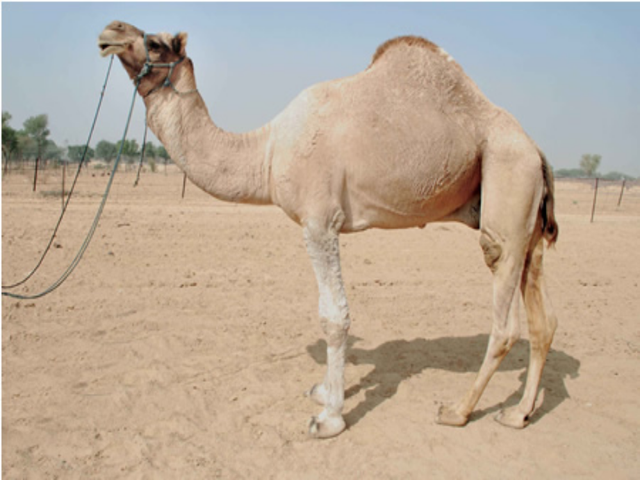 Mewari camel