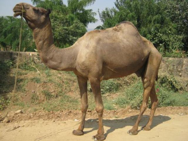 Mewati camel