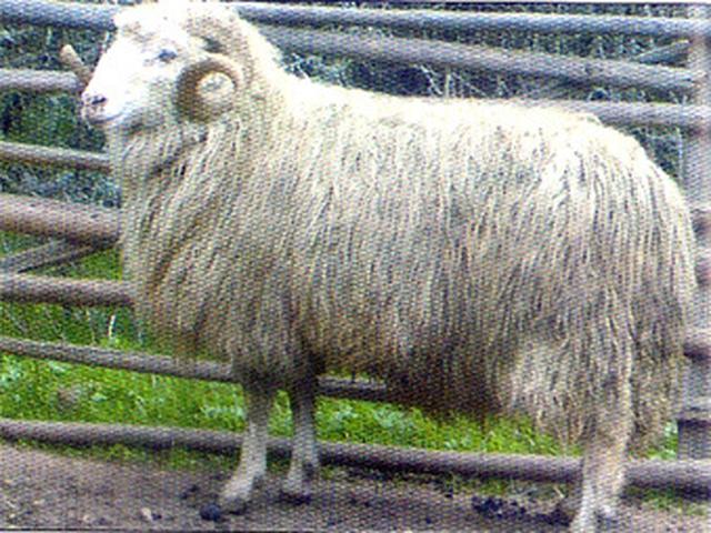 Middle Rhodopean sheep