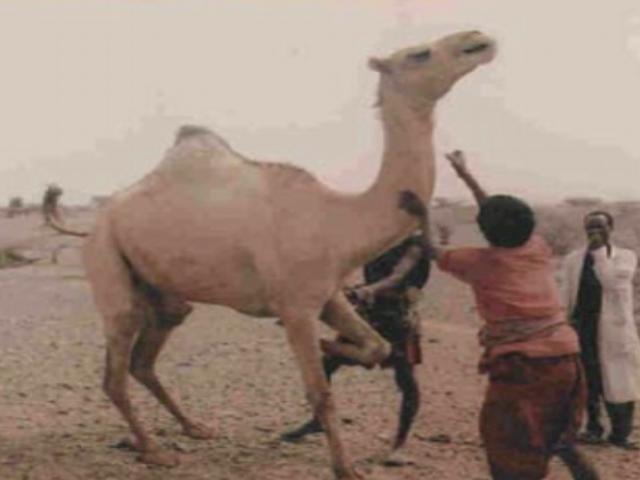 Mille camel