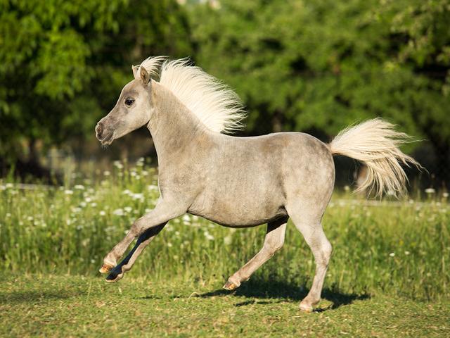 Miniature horse