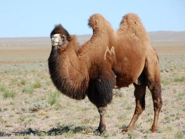 Mongolian camel