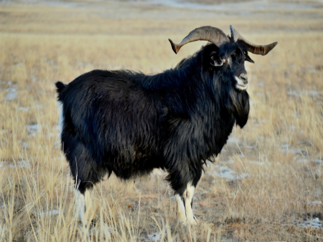 Mongolian goats