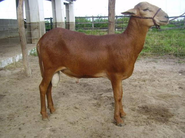 Morada Nova sheep