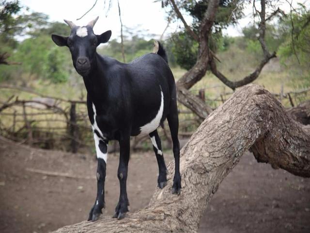 Mubende goat