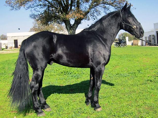 Murgese