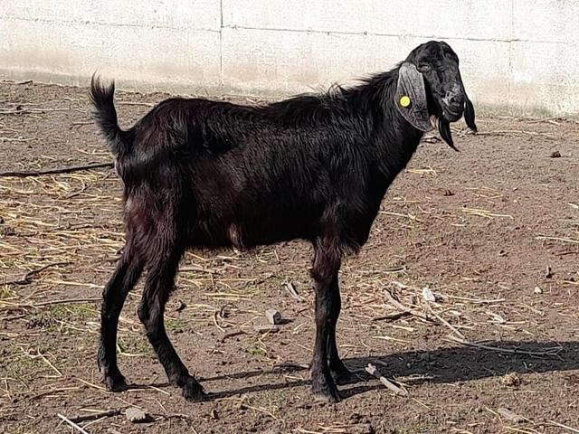 Napolitana goat