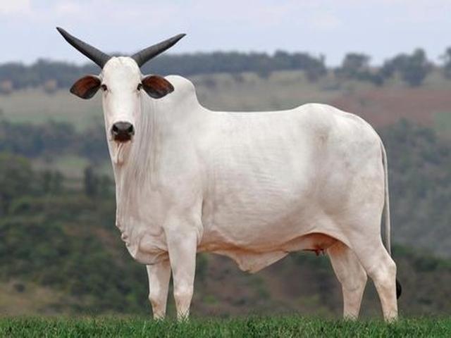 Nelore cattle