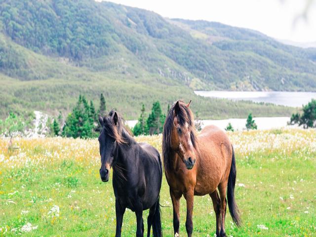 Newfoundland pony