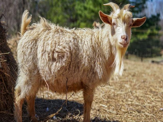 Nigora goats