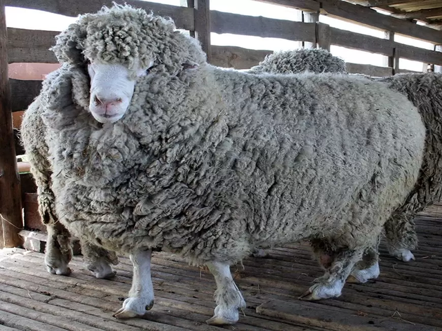 North Caucasian meat-and-wool sheep