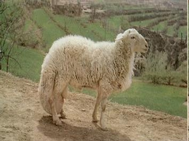 Taihang sheep