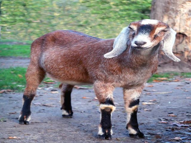 Nubian Goat