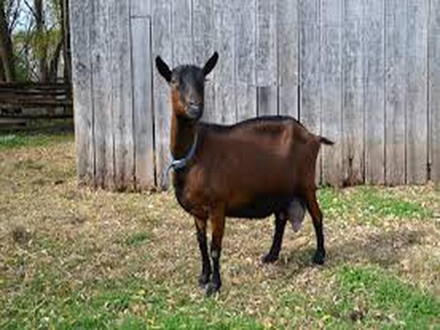 Oberhasli goats