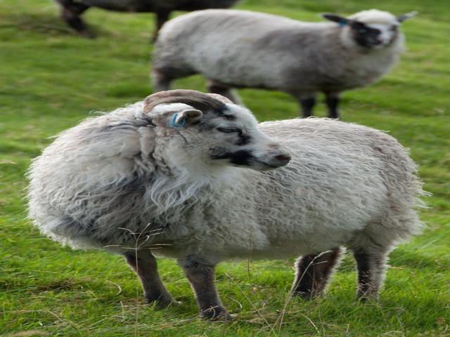 Old Norwegian sheep