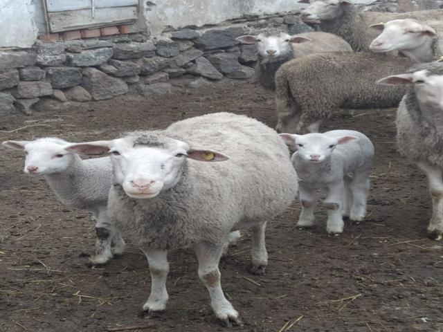 Olibs sheep