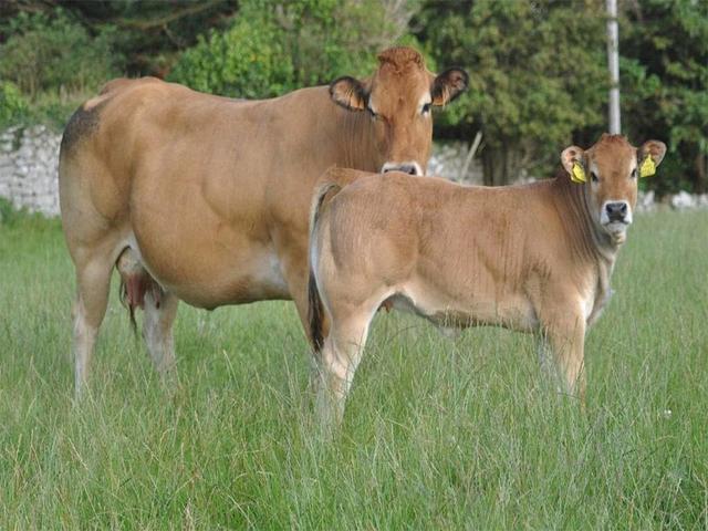 Partenaise cattle