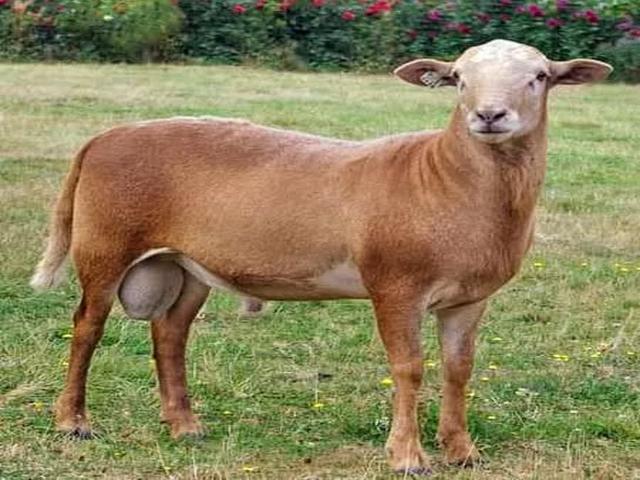 Pelibuey sheep