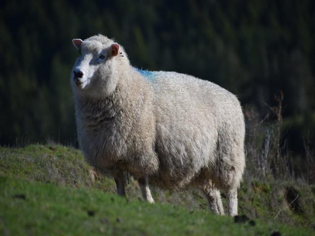 Perendale sheep