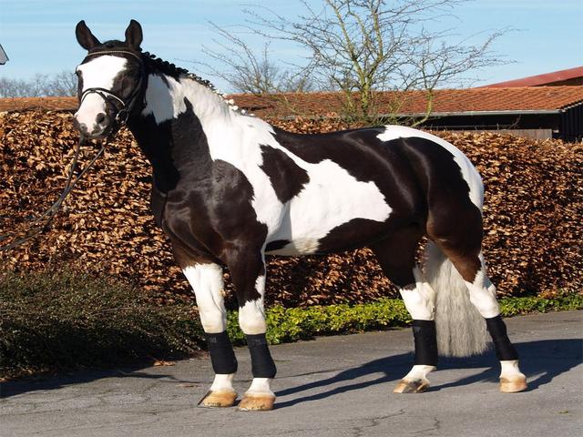 Pinto horses