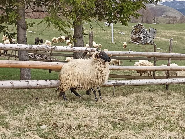 Pivska Pramenka sheep
