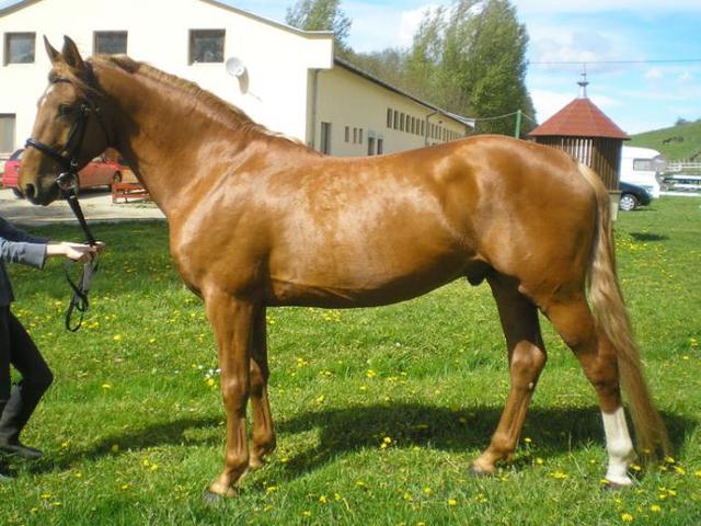 Pleven horse