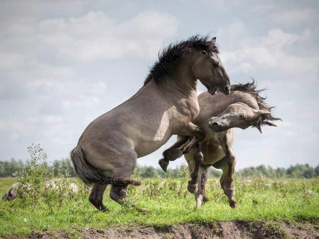 Polish pony