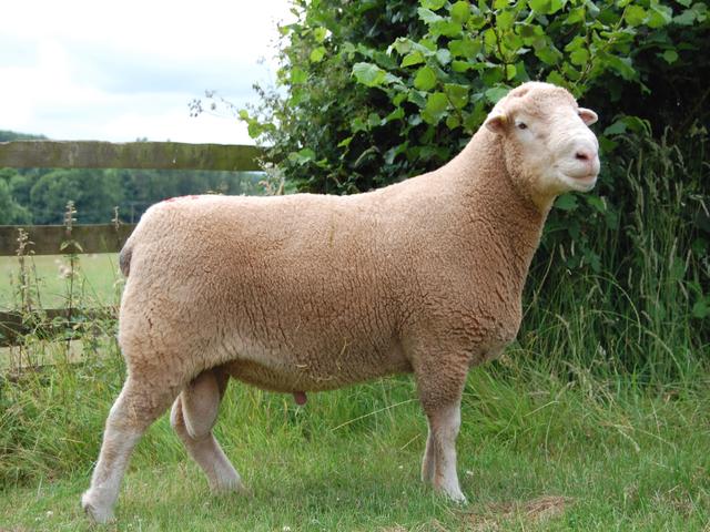 Poll dorset sheep