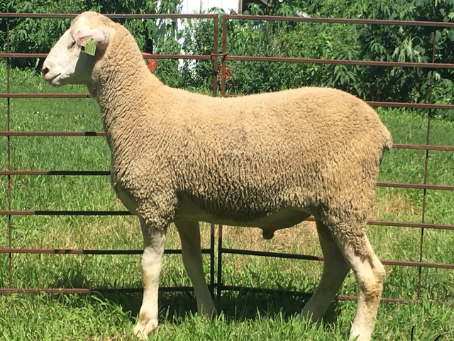 Polypay sheep