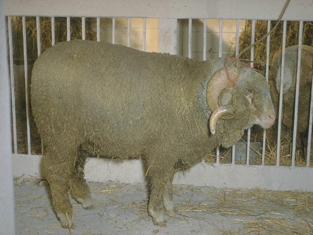 Precoce sheep