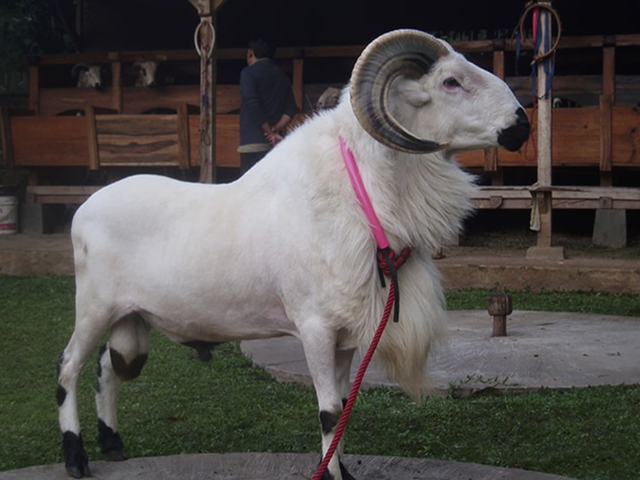 Priangan sheep
