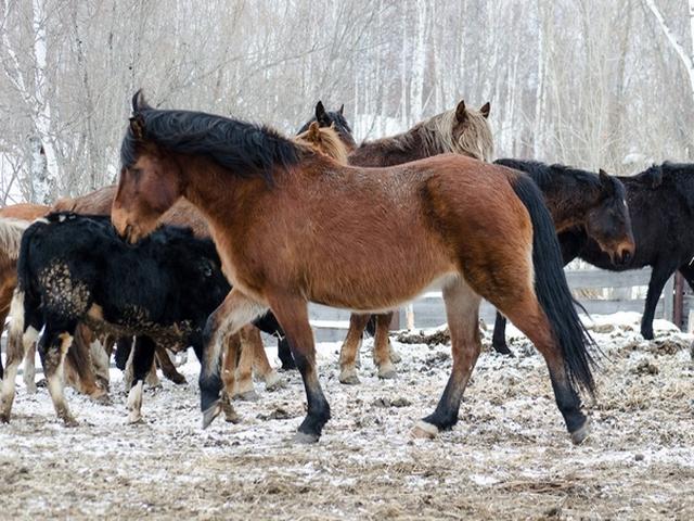 Priob horse