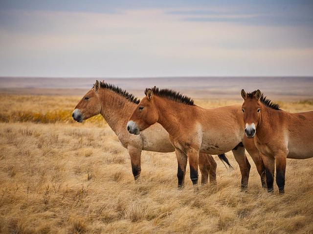 Przewalski's horse