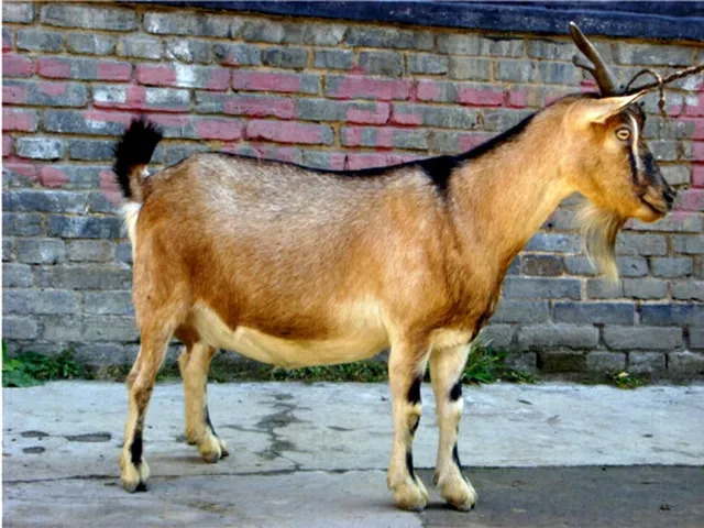 Qianbei goat